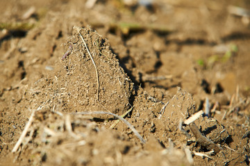 plough agriculture field before sowing