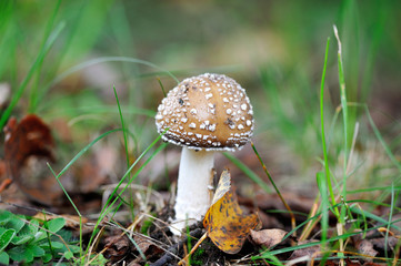 A young Amanita Pantherina