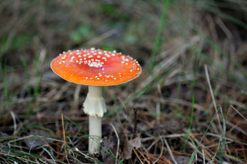 Fly-agaric in forest.
