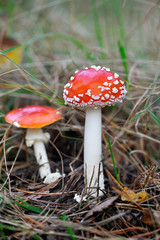Fly-agaric in forest.