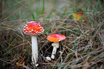 Fly-agaric in forest.