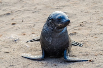 Fototapeta premium Portrait of beautiful South African fur seal at large seal colony, Cape Cross, Namibia, Southern Africa