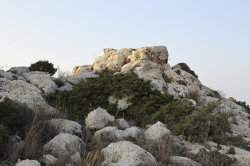the flora and fauna of the Mediterranean coast