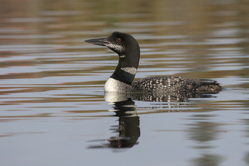  Common Loon in partial molt in late summer - Ontario, Canada