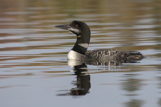  Common Loon in partial molt in late summer - Ontario, Canada
