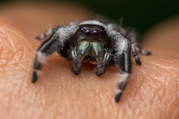 A close portrait of a beautiful male Phidippus regius