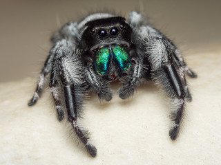 A close portrait of a beautiful male Phidippus regius
