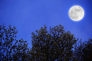 Naklejka na ściany i meble Blue night with full moon over tree background. Romantic concept.