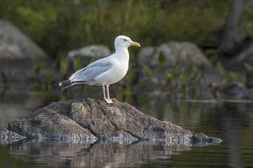 Adult Herring Gull perched on a rock - Ontario, Canada