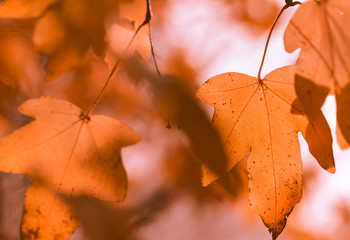  Blätter im Herbst - Ahorn