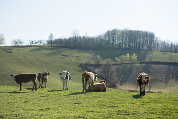Group of cows eating grass on farmland