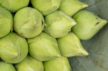 Bundle of beautiful white lotus flowers for worship buddha from flower shop in fresh market