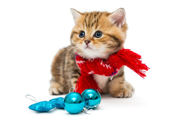 Kitten breeds British Marble in a red scarf