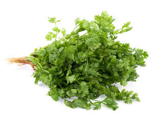 fresh coriander leaves on white background