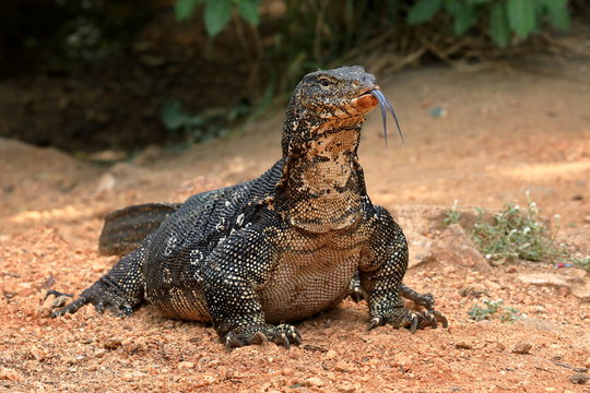 Der Bindenwaran oder Wasserdrache in Sri Lanka