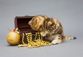 Kitten British  with Christmas toys