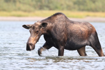 Moose Feeding in Pond in Glacier National Park in Montana 