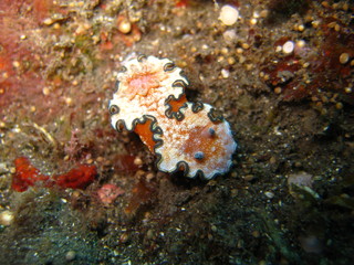 Nacktschnecke
