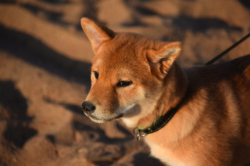 Clever husky dog wearing eyeglasses