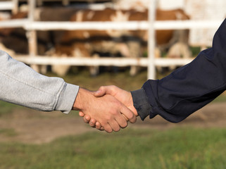 Farmers shaking hands in front o cows