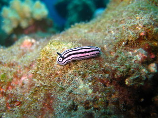 Meeresschnecke
