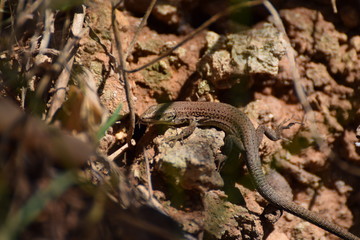 Little lizard on a rock wall in Barcelona, Spain