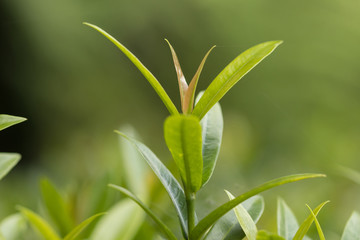 Top green leaf with blurred background, macro photography