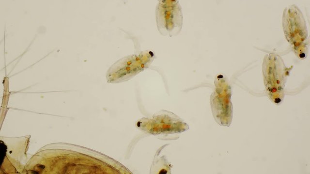 Daphnia juveniles or common water fleas under the microscope in 4k