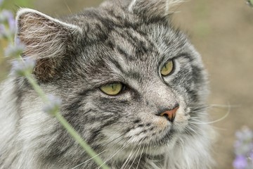 beautiful maine coon in nature