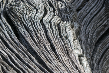 wooden trunk, abstract detail