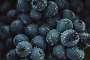 Close up, berries of dark bunch of grape with water drops in low light isolated on black background