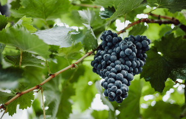 Blue grapes for winemaking. Grapes on a branch. Grapes in the vineyard. Vineyards italy.