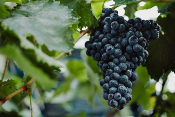 Blue grapes for winemaking. Grapes on a branch. Grapes in the vineyard. Vineyards italy.