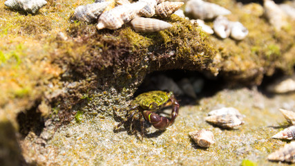 Green crab comes out of his den.