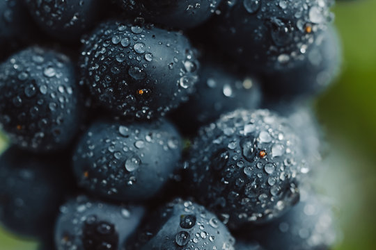 Close up, berries of dark bunch of grape with water drops in low light isolated on black background