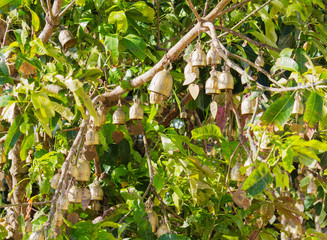 tradition asian bell in Big Buddha temple complex, Thailand