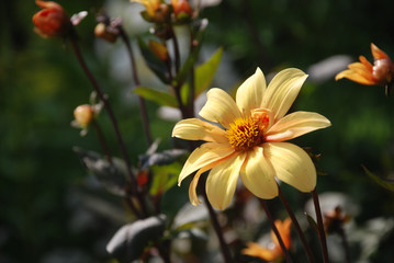 Yellow Flower in Garden