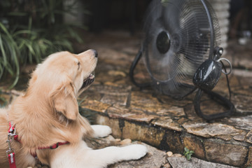 golden retriever with blurry background fan cooling.