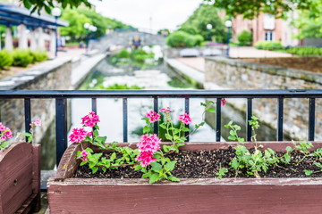 Frederick, USA Carroll Creek in Maryland city park with canal and flowers on bridge in summer
