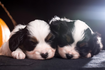 two puppies lies