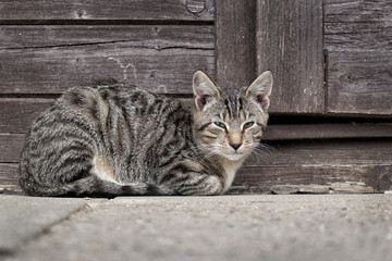 getigerte Katze liegt vor Holzwand