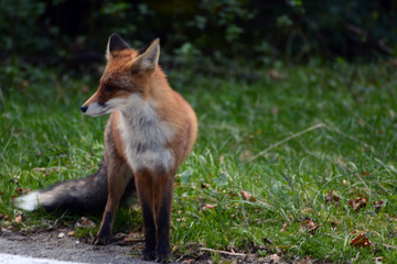 Red fox in the woods of Romania 