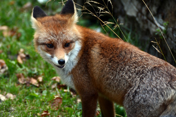 Red fox in the woods of Romania 