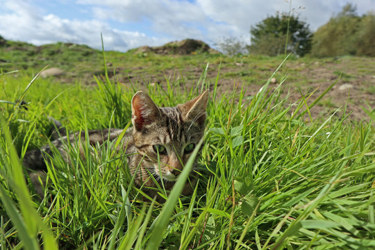 getigerte Hauskatze versteckt sich im Gras Weitwinkel mit Landschaft