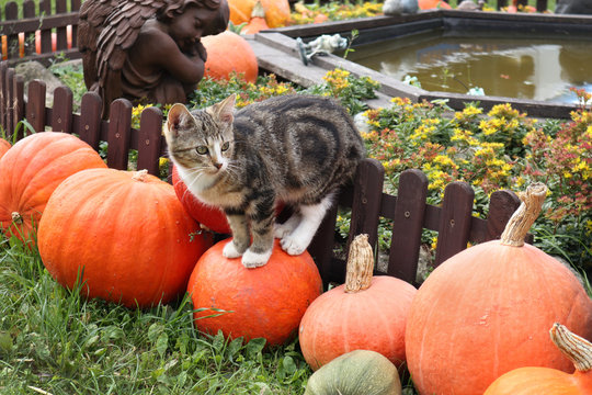 getigerte Katze in einem Herbstgarten