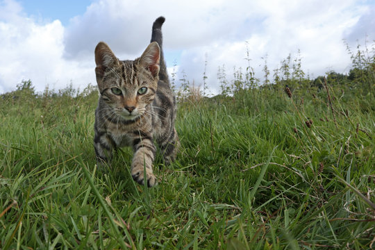 Katze im Gras l&auml;uft auf die Kamera zu Weitwinkel mit Landschaft