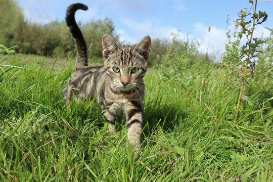 getigerte Hauskatze auf einer Wiese im Freigang