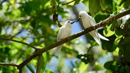 Sterne blanche ou sterne paradis ou sterne d'ange ou stupide blanc ou gogos Alba, île Cousin,...