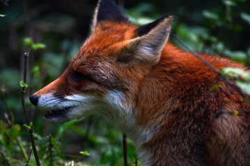 Red fox in the woods of Romania 