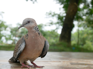 Spotted dove.Spotted turtle dove